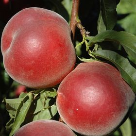 Tüplü Aşılı Erkenci Royal Gem Şeftali Fidanı