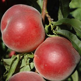 Tüplü Aşılı Erkenci Royal Gem Şeftali Fidanı