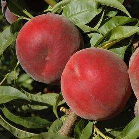 Tüplü Aşılı Erkenci Yüksek Verimli Tam Bodur Spring Bella Şeftali Fidanı
