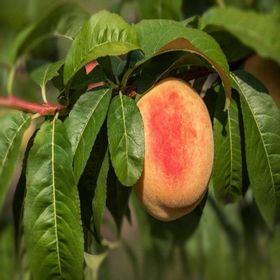 Tüplü Aşılı Erkenci Yüksek Verimli Tam Bodur Spring Bella Şeftali Fidanı