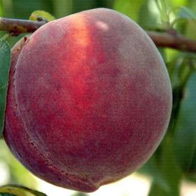 Tüplü Aşılı Geçci Bol Verimli İri Hale Şeftali Fidanı