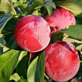Tüplü Aşılı Geçci Çok İri Yarı Bodur Autumn Giant Japon Erik Fidanı