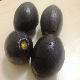 Tüplü Aşılı Has Black Avokado Fidanı