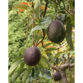 Tüplü Aşılı Has Black Avokado Fidanı