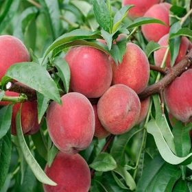 Tüplü Aşılı İri Koyu Kırmızı Meyveli Geçci Red Elegant Şeftali Fidanı