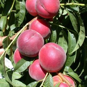 Tüplü Aşılı İri Koyu Kırmızı Meyveli Geçci Red Elegant Şeftali Fidanı