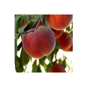 Tüplü Aşılı İri Koyu Kırmızı Meyveli Geçci Red Elegant Şeftali Fidanı