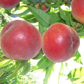 Tüplü Aşılı İri Koyu Kırmızı Meyveli Geçci Red Elegant Şeftali Fidanı