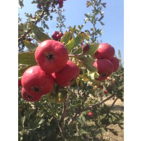 Tüplü Aşılı Kırmızı Alıç Fidanı
