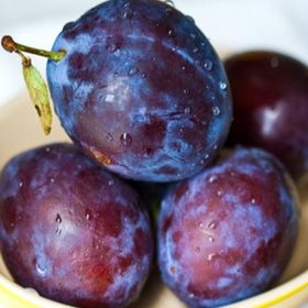 Tüplü Aşılı Orta Erkenci Bol Verimli Yarı Bodur Freze Japon Erik Fidanı