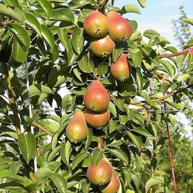 Tüplü Aşılı Orta Erkenci Tam Bodur İtalyan Carmen Armut Fidanı
