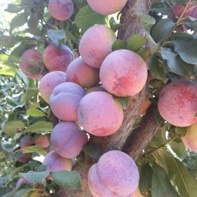 Tüplü Aşılı Orta Geçci Verimli Yarı Bodur Queen Rosa Japon Erik Fidanı