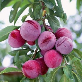 Tüplü Aşılı Orta Geçci Verimli Yarı Bodur Queen Rosa Japon Erik Fidanı