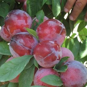 Tüplü Aşılı Orta Geçci Verimli Yarı Bodur Queen Rosa Japon Erik Fidanı