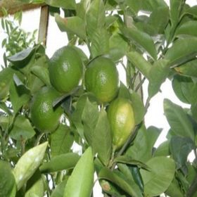 Tüplü Aşılı Özel Ürün Bol Verimli Bergamot Fidanı