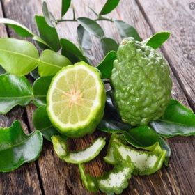 Tüplü Aşılı Özel Ürün Bol Verimli Bergamot Fidanı