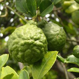 Tüplü Aşılı Özel Ürün Bol Verimli Bergamot Fidanı