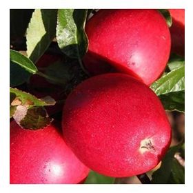 Tüplü Aşılı Özel Ürün Erkenci Yaz Elması Bol Verimli Tam Bodur Buckeye Gala Elma Fidanı
