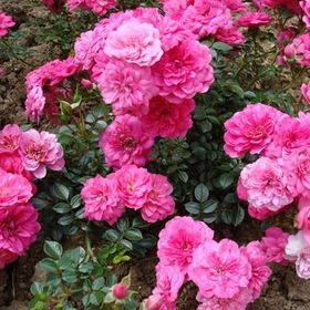 Tüplü Aşılı Pembe Beyaz Liberty Bell Yediveren Kokulu Gül Fidanı