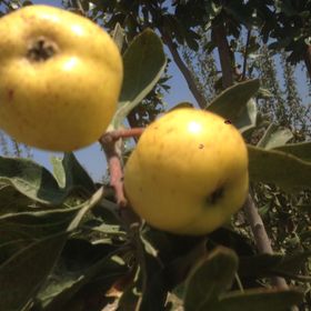 Tüplü Aşılı Sarı Alıç Fidanı