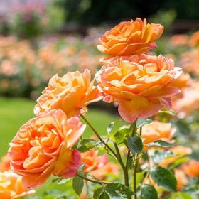 Tüplü Aşılı Turuncu Orange Pompon Yediveren Gül Fidanı