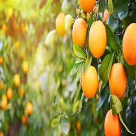 Tüplü Aşılı Verimli Bol Sulu Valencia Portakal Fidanı