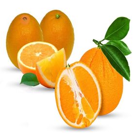 Tüplü Aşılı Verimli Bol Sulu Valencia Portakal Fidanı