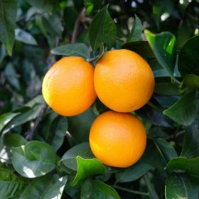 Tüplü Aşılı Verimli Bol Sulu Valencia Portakal Fidanı
