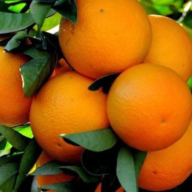 Tüplü Aşılı Verimli Geleneksel Yöresel Rize Portakal Fidanı