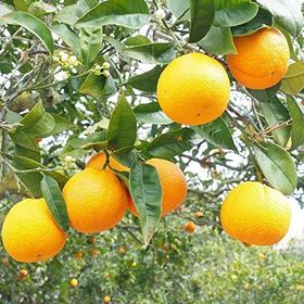 Tüplü Aşılı Verimli Geleneksel Yöresel Rize Portakal Fidanı
