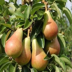 Tüplü Aşılı Verimli İtalyan Carmen Armut Fidanı