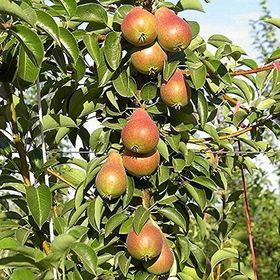 Tüplü Aşılı Verimli İtalyan Carmen Armut Fidanı