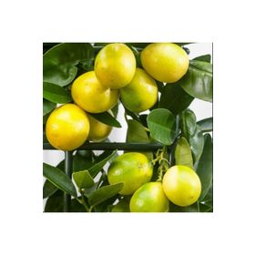 Tüplü Aşılı Verimli Özel Ürün Aromatik Limequat Fidanı