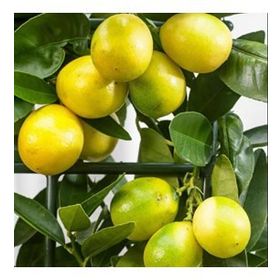 Tüplü Aşılı Verimli Özel Ürün Aromatik Limequat Fidanı