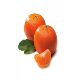 Tüplü Aşılı Verimli Sulu Aromalı Nova Mandalina Fidanı