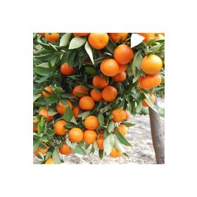 Tüplü Aşılı Verimli Sulu Aromalı Nova Mandalina Fidanı