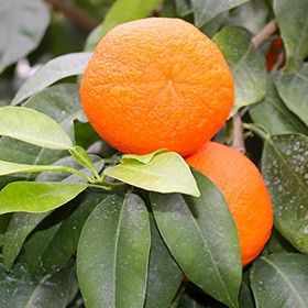 Tüplü Aşılı Verimli Sulu Aromalı Nova Mandalina Fidanı