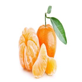 Tüplü Aşılı Verimli Sulu Aromalı Nova Mandalina Fidanı