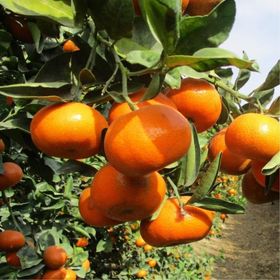 Tüplü Aşılı Verimli Sulu Aromalı Nova Mandalina Fidanı