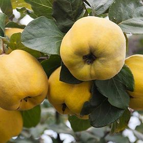 Tüplü Aşılı Yarı Bodur Bol Verimli Leziz Eşme Ayva Fidanı