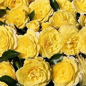 Tüplü Aşılı Yediveren Kokulu Sarı Katmerli Solero Gül Fidanı