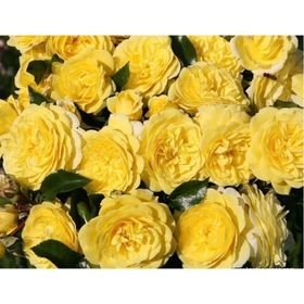 Tüplü Aşılı Yediveren Sarı Lemon Pompon Gül Fidanı