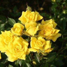 Tüplü Aşılı Yediveren Sonnenkind Sarı Yediveren Gül Fidanı