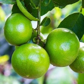 Tüplü Aşılı Yeşil Lime Quat Çekirdeksiz Limon Fidanı