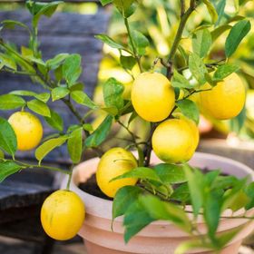 Tüplü Aşılı Yüksek Verimli Bol Sulu Mayer Limon Fidanı