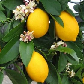 Tüplü Aşılı Yüksek Verimli Bol Sulu Mayer Limon Fidanı