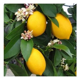 Tüplü Aşılı Yüksek Verimli Bol Sulu Mayer Limon Fidanı