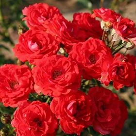 Tüplü Aşılı Zwergenfee 09 Yediveren Gül Fidanı