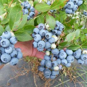 Tüplü Blue Gold Yaban Mersini Likapa Fidanı
