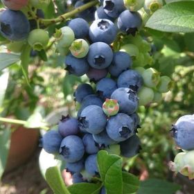 Tüplü Blue Gold Yaban Mersini Likapa Fidanı